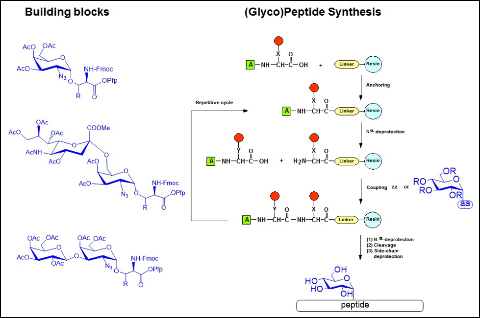 peptide