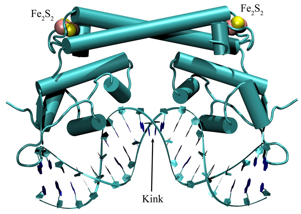 RNA Dynamics Lab - Complex